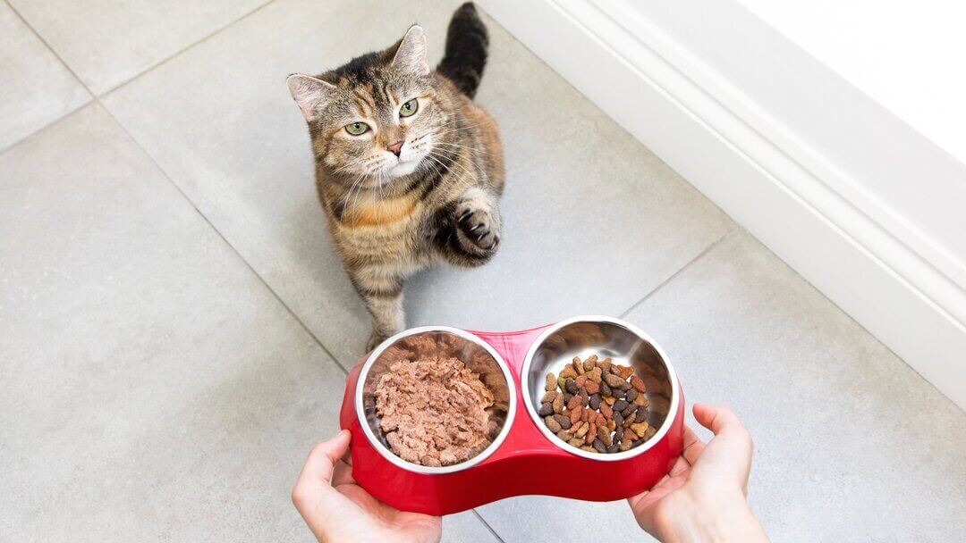 What to feed a mother cat after giving on sale birth